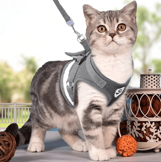 Sicherheitsgeschirr für Katzen – Unvergessliche Abenteuer