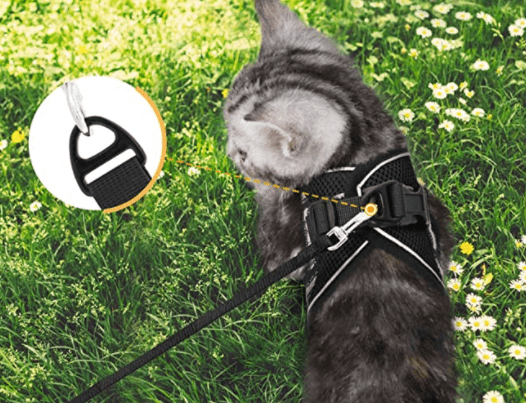 Sicherheitsgeschirr für Katzen – Unvergessliche Abenteuer