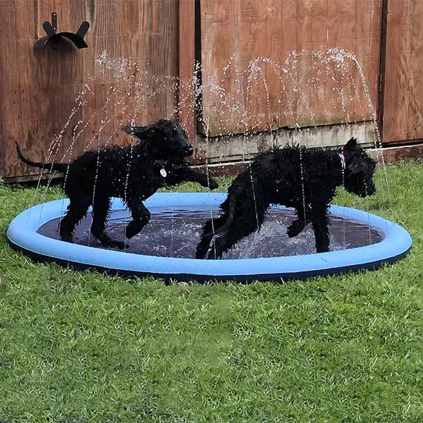 Splash Fun for Pets | Refreshment for Every Day!
