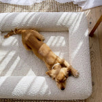 Hunde-Kissen für ultimativen Komfort mit Memory-Schaum