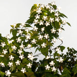Solar-Powered Flower String Lights for Garden Decoration