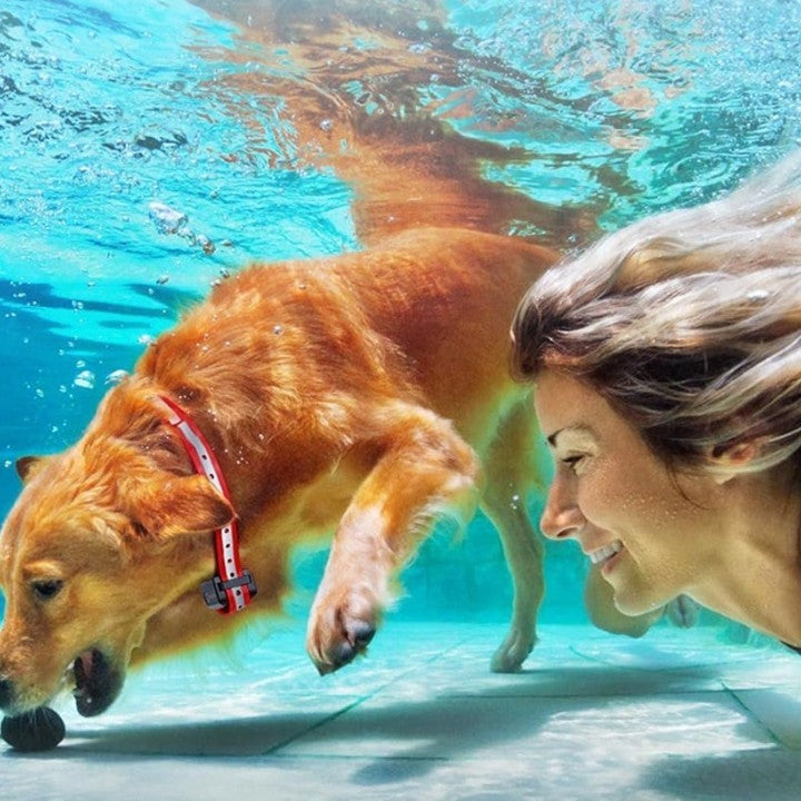 Funkhalsband für Hunde mit einer Reichweite von 1000 m - Entspanntes Spazierengehen