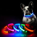 LED-Halsband für Haustiere – Sicherheit und Sichtbarkeit mit GlowPets