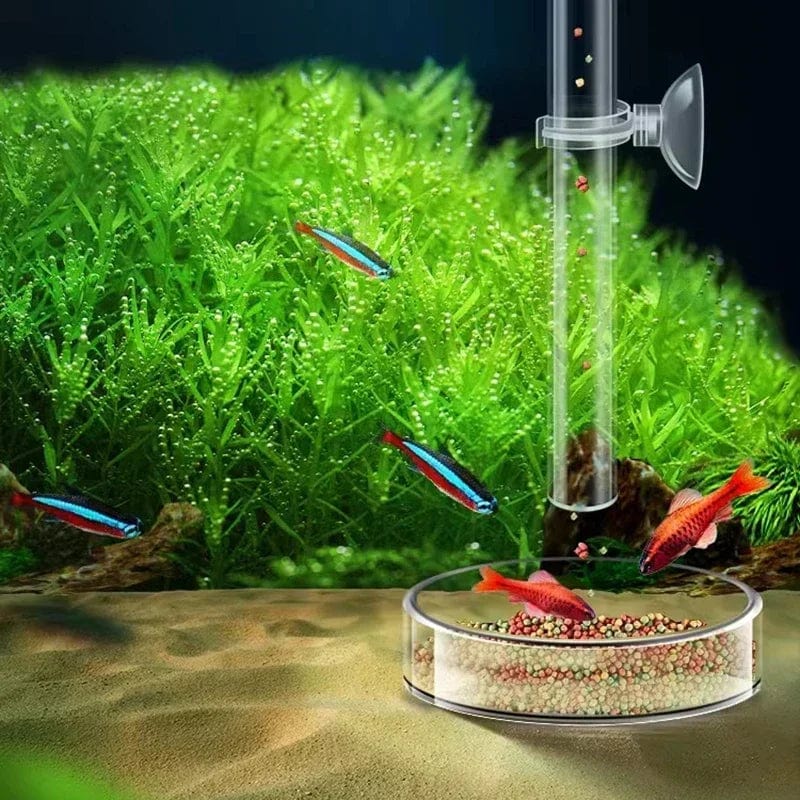 Transparente Futterstation für Aquarien – Ideal für Garnelen und kleine Fische