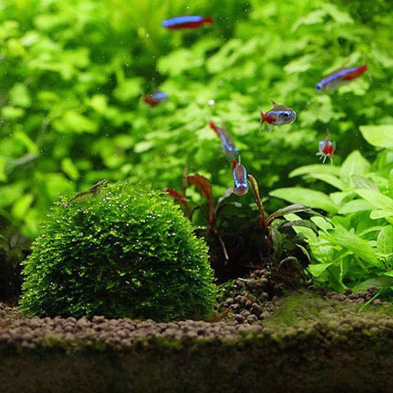1 Stück Aquarienpflanzen Dekoration - Mooskugel für Garnelen und Fische