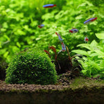 1 Stück Aquarienfilter Moosball für eine gesunde Wasserumgebung