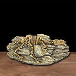 Tierschädel Fossilien Dekoration für Aquarium – Dino, Nashorn, Krokodil