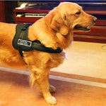 Hundegeschirr zum Gassi gehen