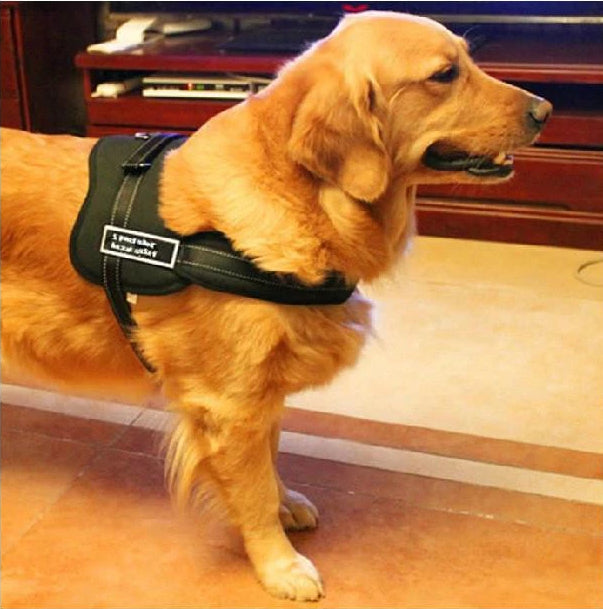 Hundegeschirr zum Gassi gehen