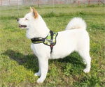 Hundegeschirr zum Gassi gehen