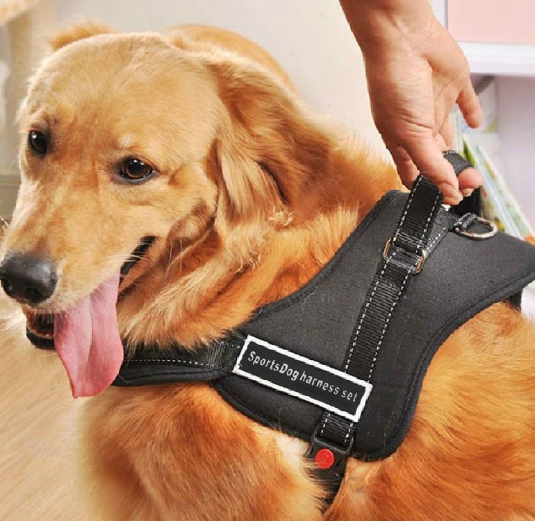 Hundegeschirr zum Gassi gehen