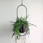 Eleganter Metallpflanzenhalter für Wand oder Decke – FloraFrame