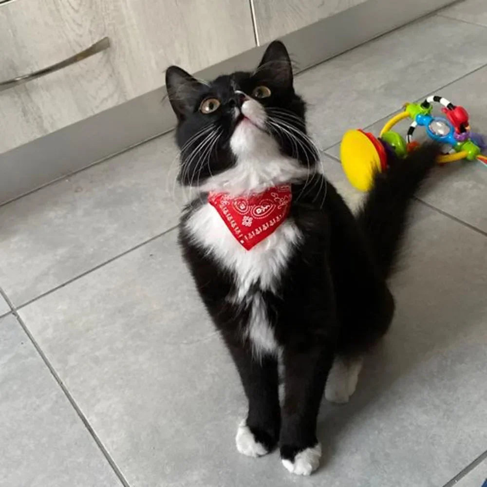 Feline Fashion Bandana Collar - Trendy Pet Accessory