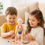 Lernspielzeug für Kinder – 3D-Anatomiemodell mit Organen